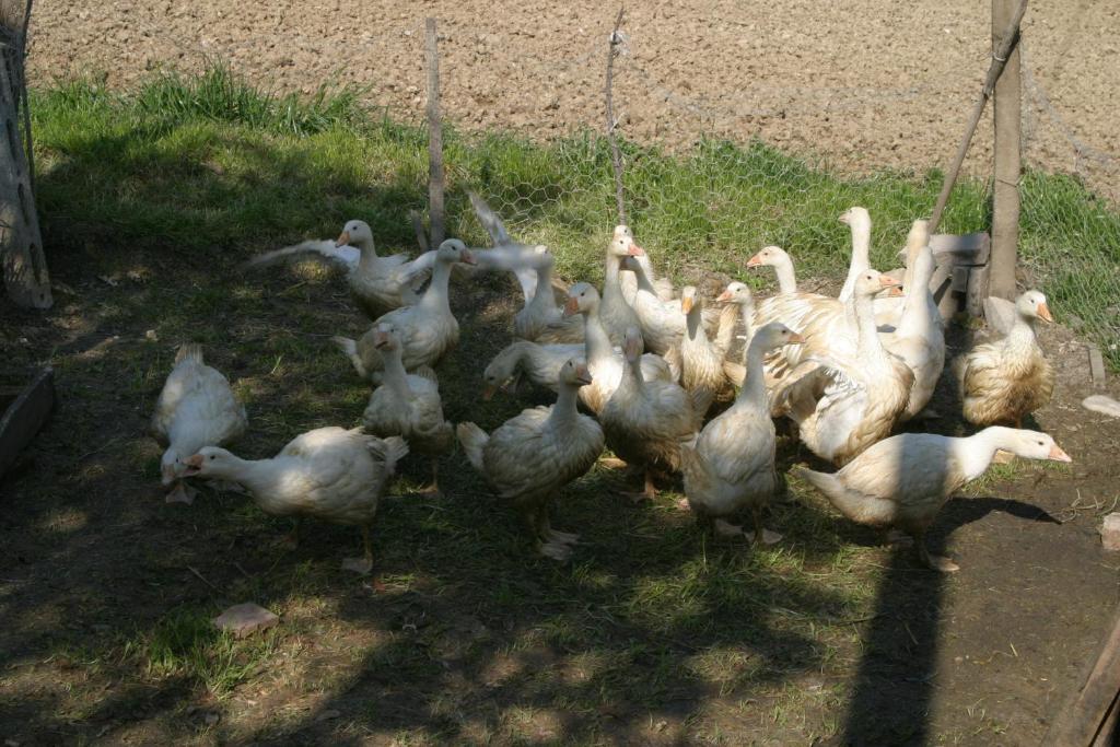 Farm stay Vecchio Gelso *